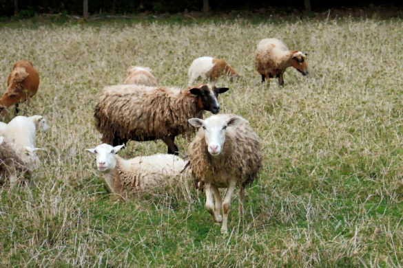 Sheep at our AIrbnb finca in Monteverde, Costa Rica