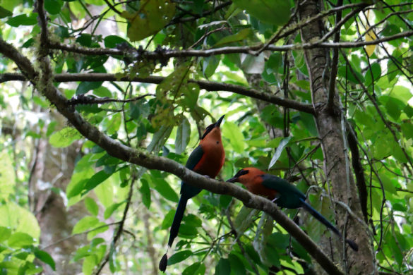 beautiful birds on walk through Mistico Hanging Bridges