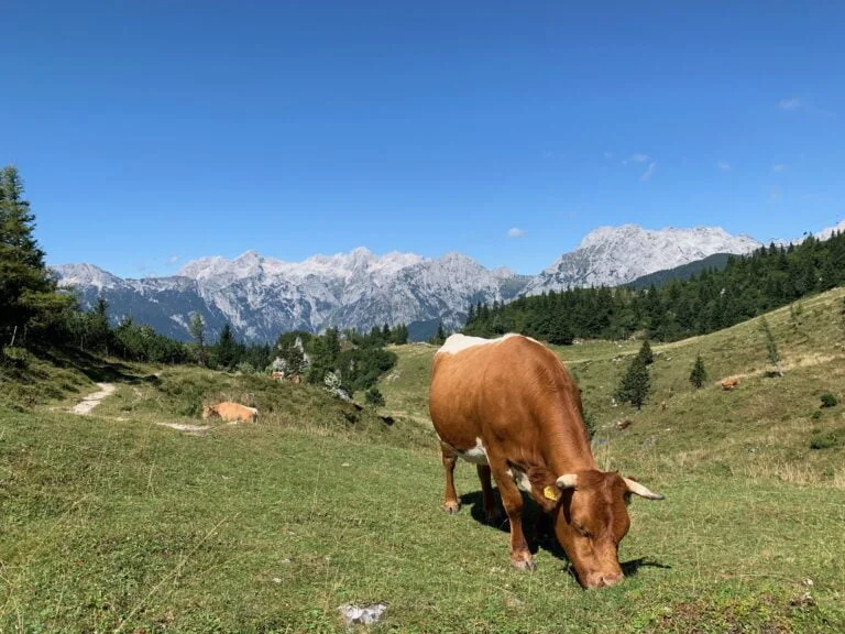 Gorgeous cows & moutains on Velika Planina, Slovenia
