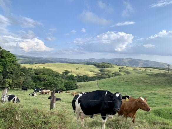 Cows on the way to Monteverde, Costa Rica