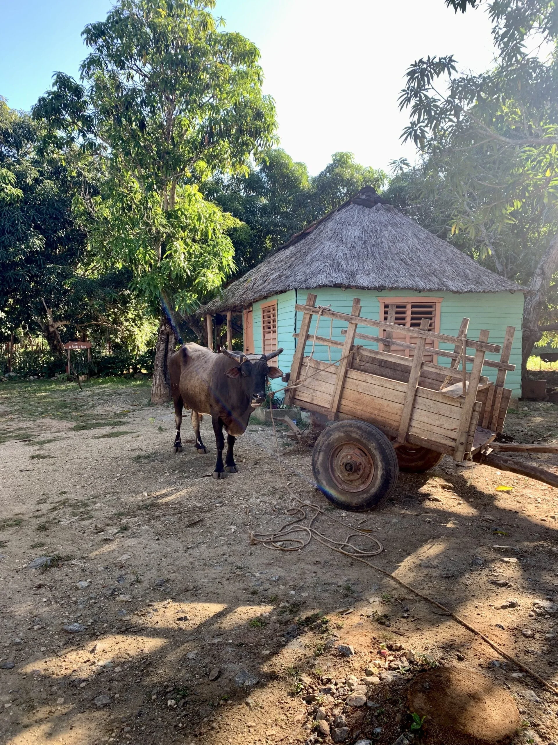 Bull on a farm in Holguin, Cuba