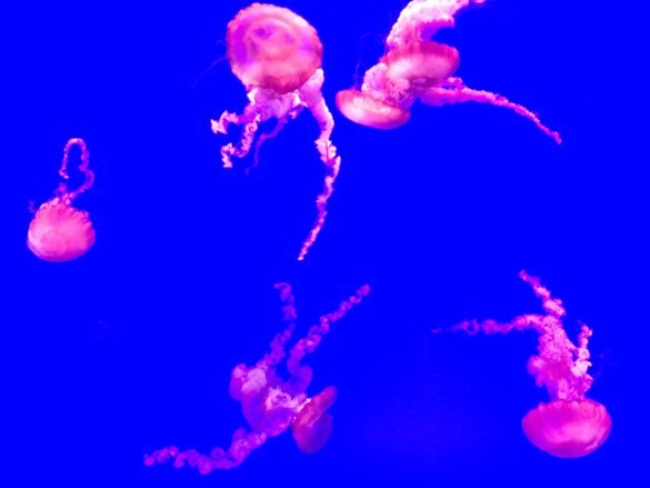 Jellyfish at Ripley's Aquarium of Canada in downtown Toronto