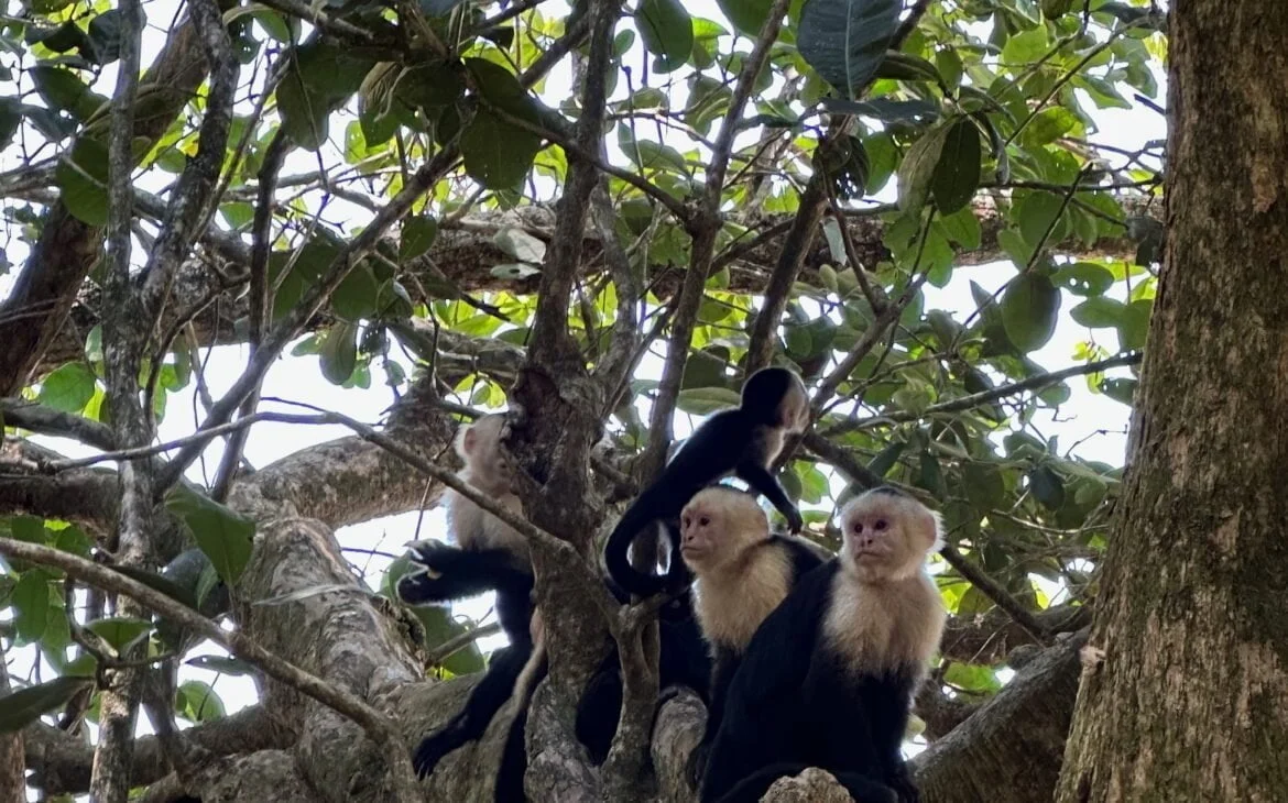 Monkeys at Manuel Antonio National Park