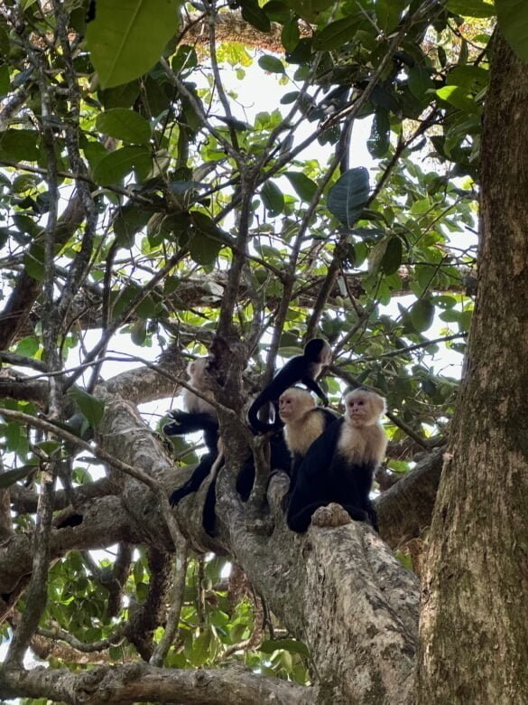 Monkeys at Manuel Antonio National Park