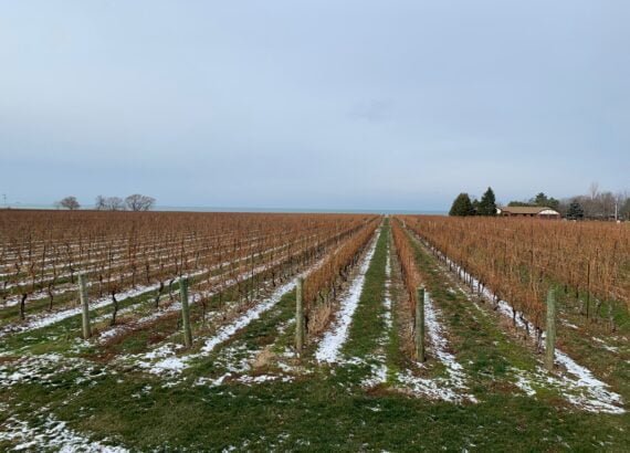 Konzelmann Estate Winery Vineyards, Niagara on the Lake in December