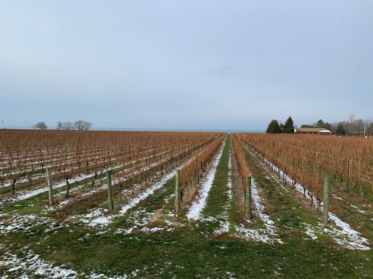 Konzelmann Estate Winery Vineyards, Niagara on the Lake in December