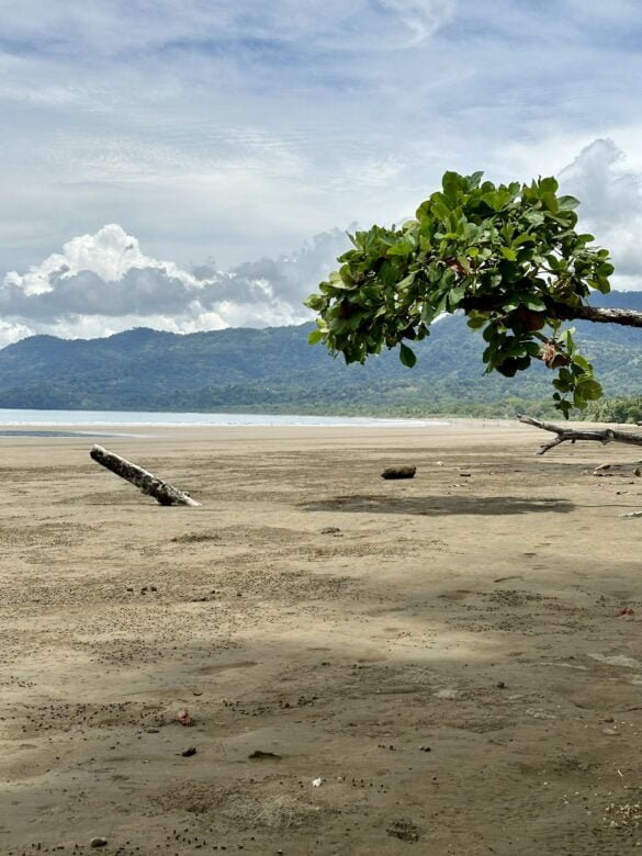 Marino Ballena National Park