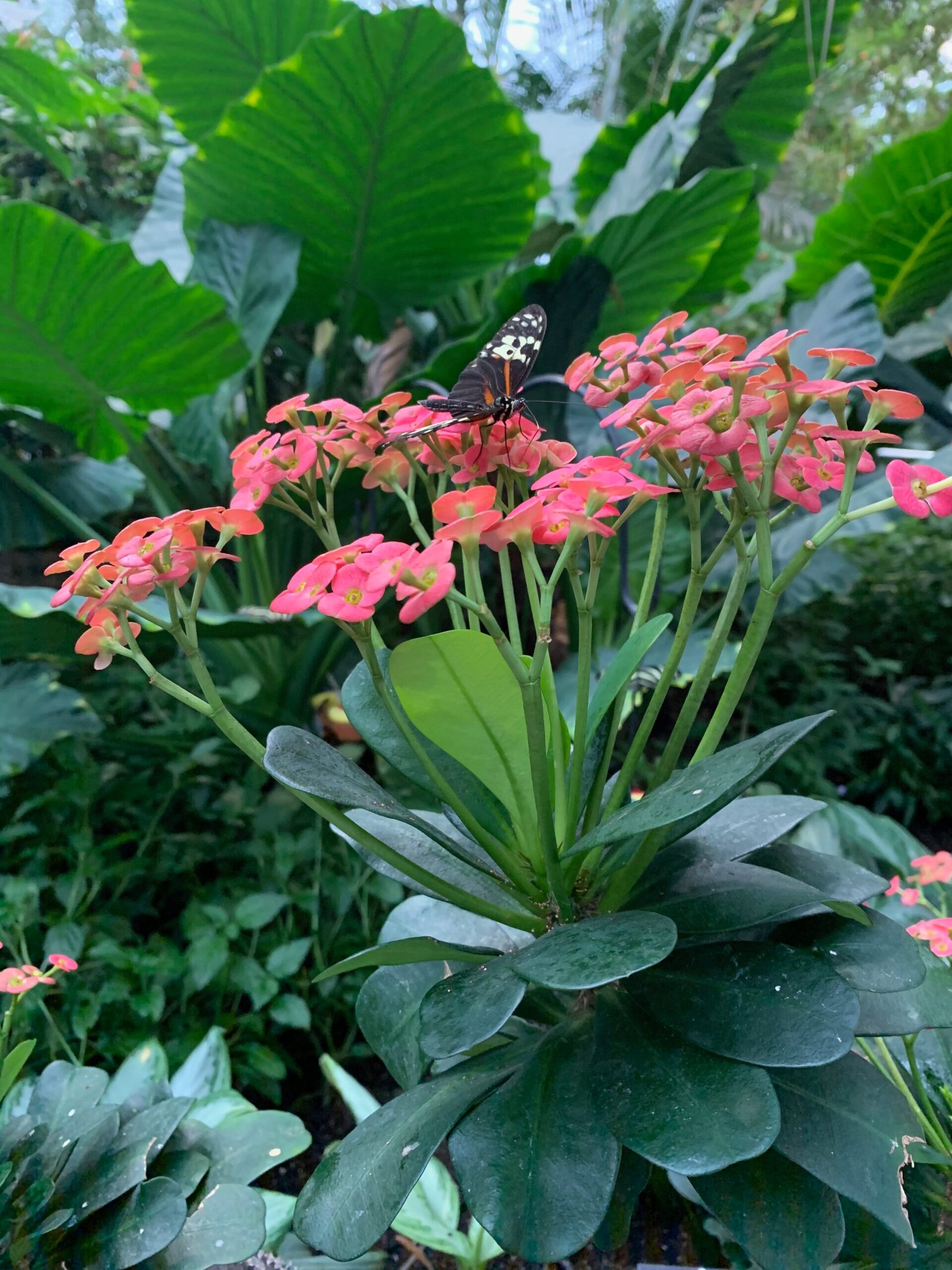 Butterfly Conservatory, a must for one day in Niagara Falls
