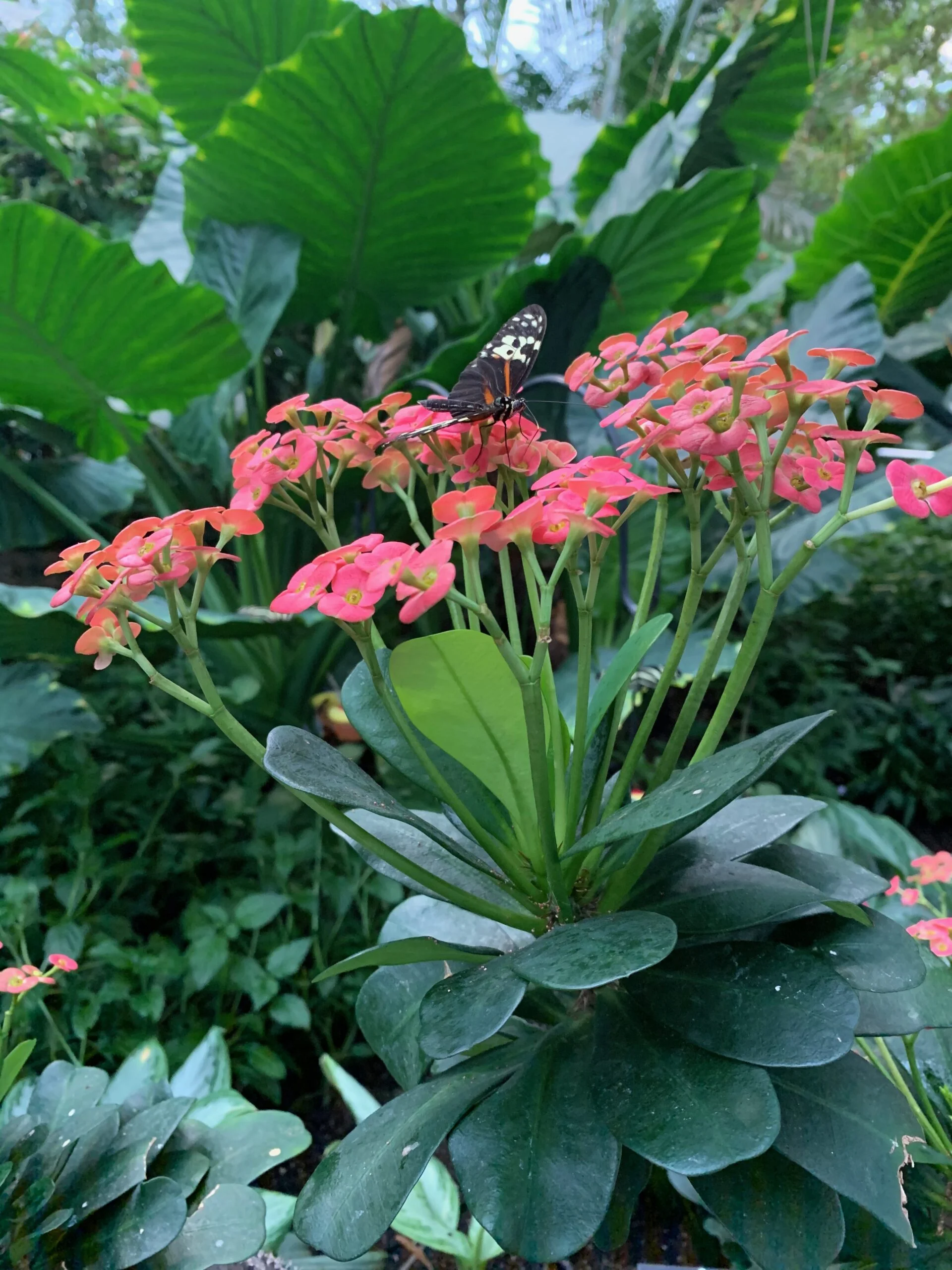 Butterfly Conservatory, a must for one day in Niagara Falls
