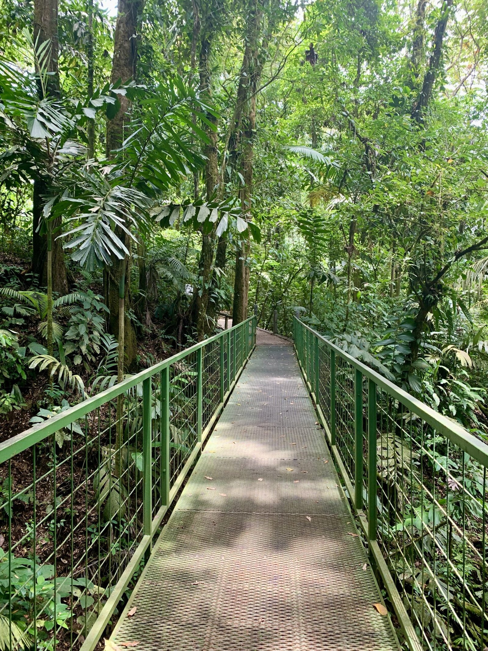 Accessible trail at Mistico Arenal Hanging Bridges