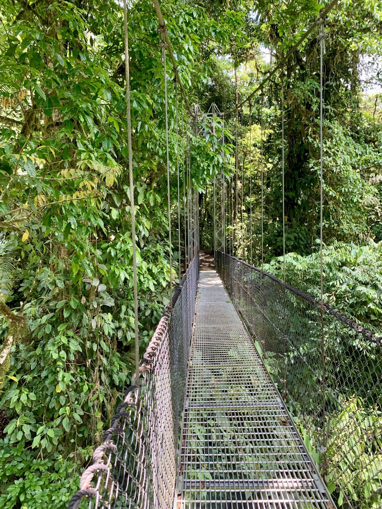 Mistico Hanging Bridges Entrance Fee & Important Facts