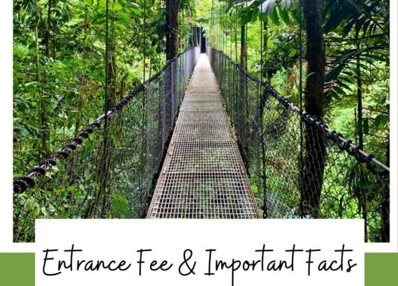 Mistico Hanging Bridges Entrance Fee & Important Facts