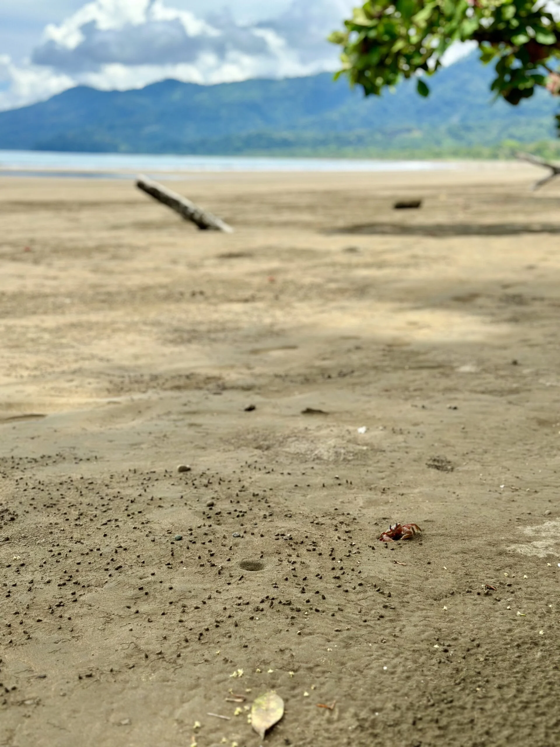 Little crab on Playa Uvita