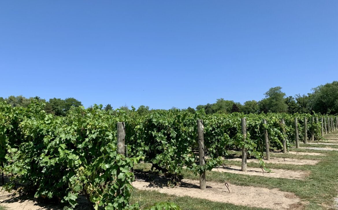 Inniskillin Vineyard