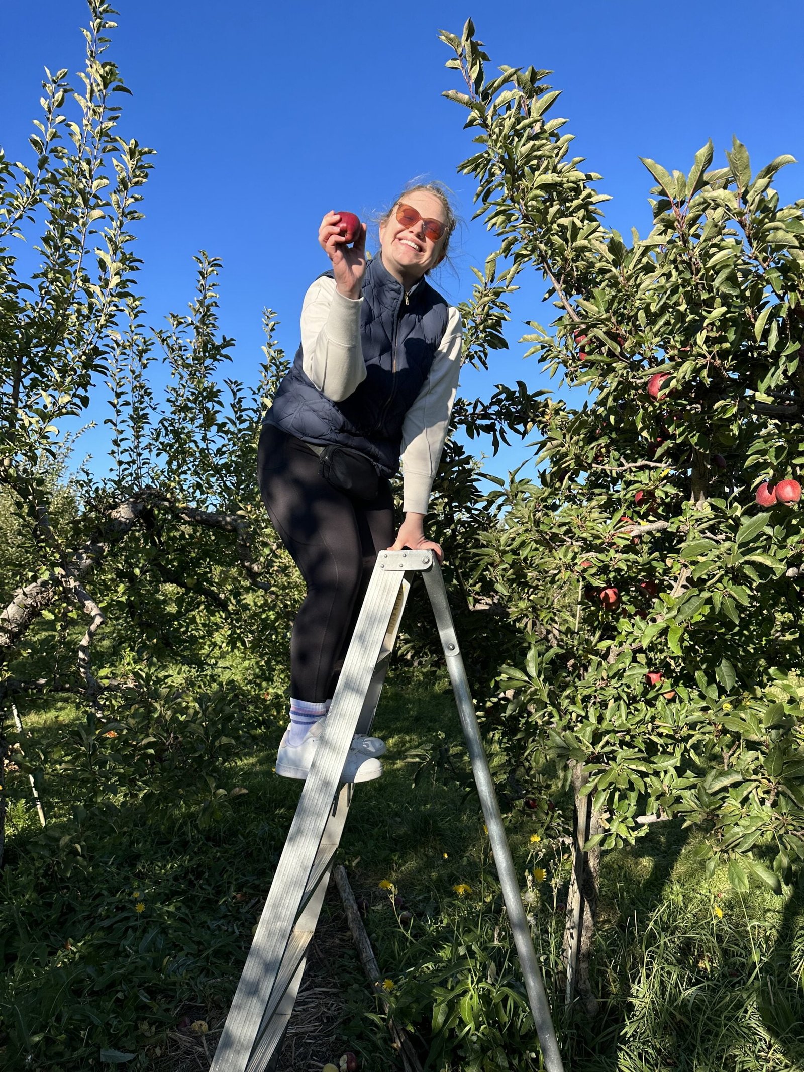 Apple picking during fall in Toronto