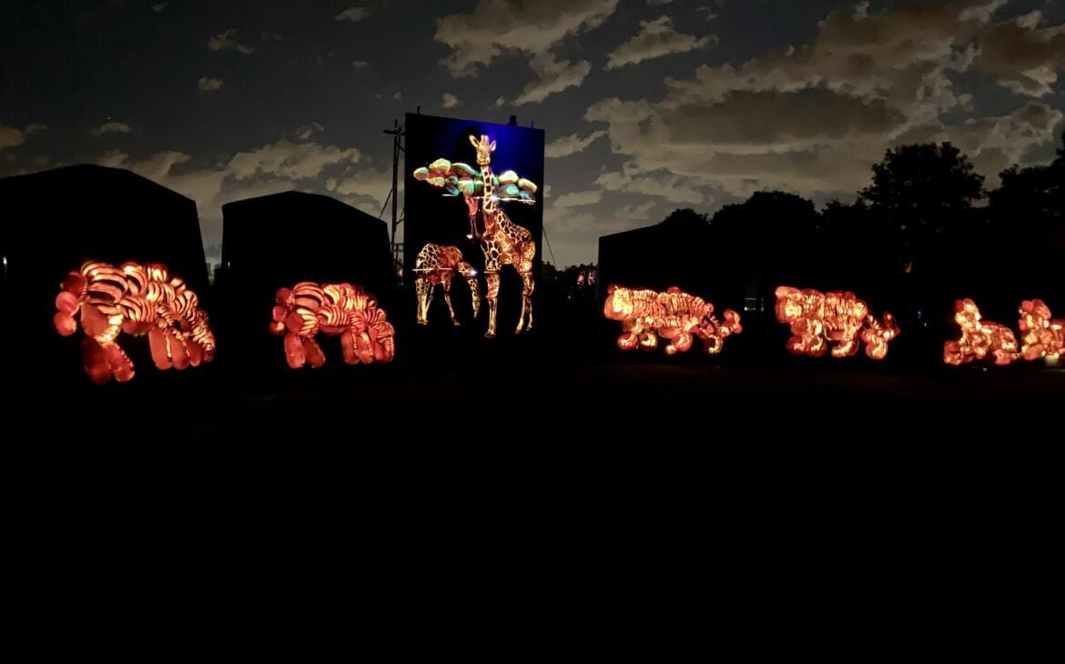 Pumpkins after dark in Milton, pumpkin display