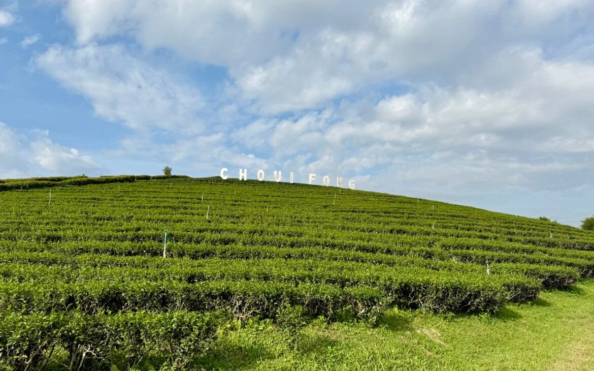 Choui Fong Tea Plantation
