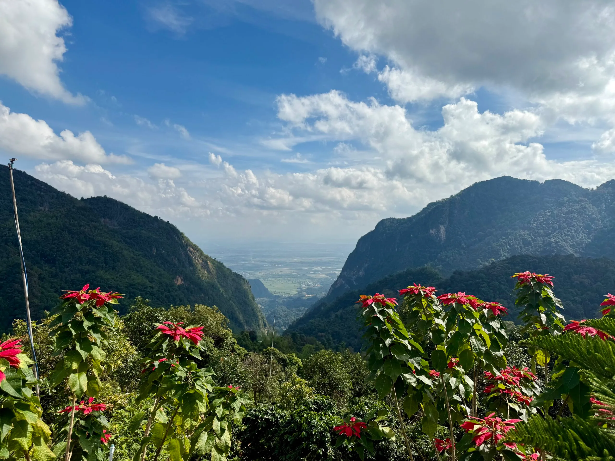 Pha hee coffee village views