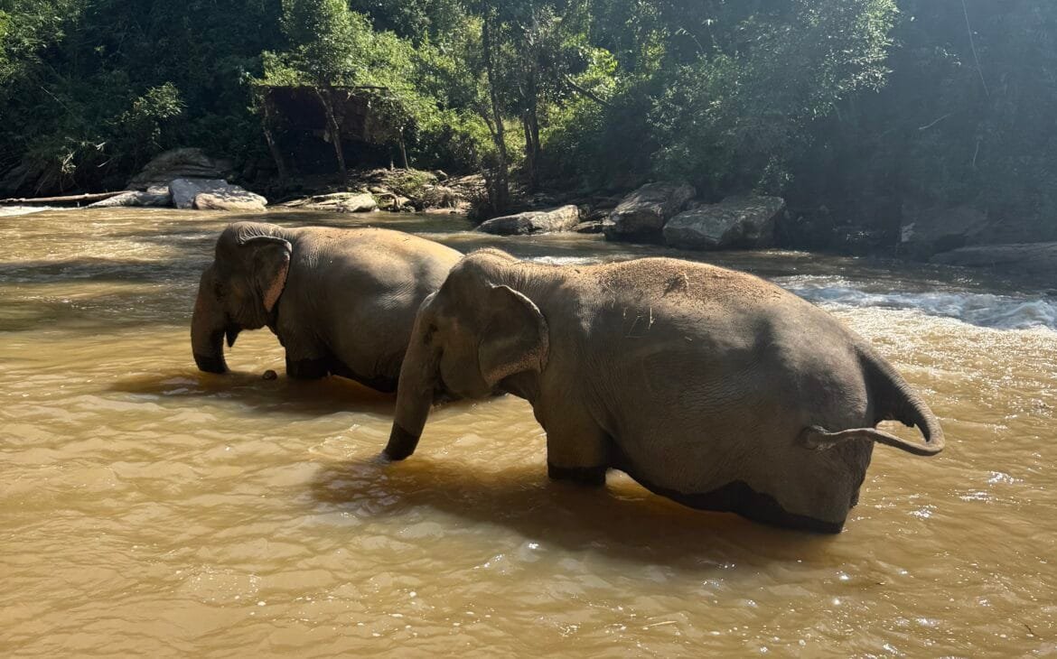elephant sanctuary, chiang mai