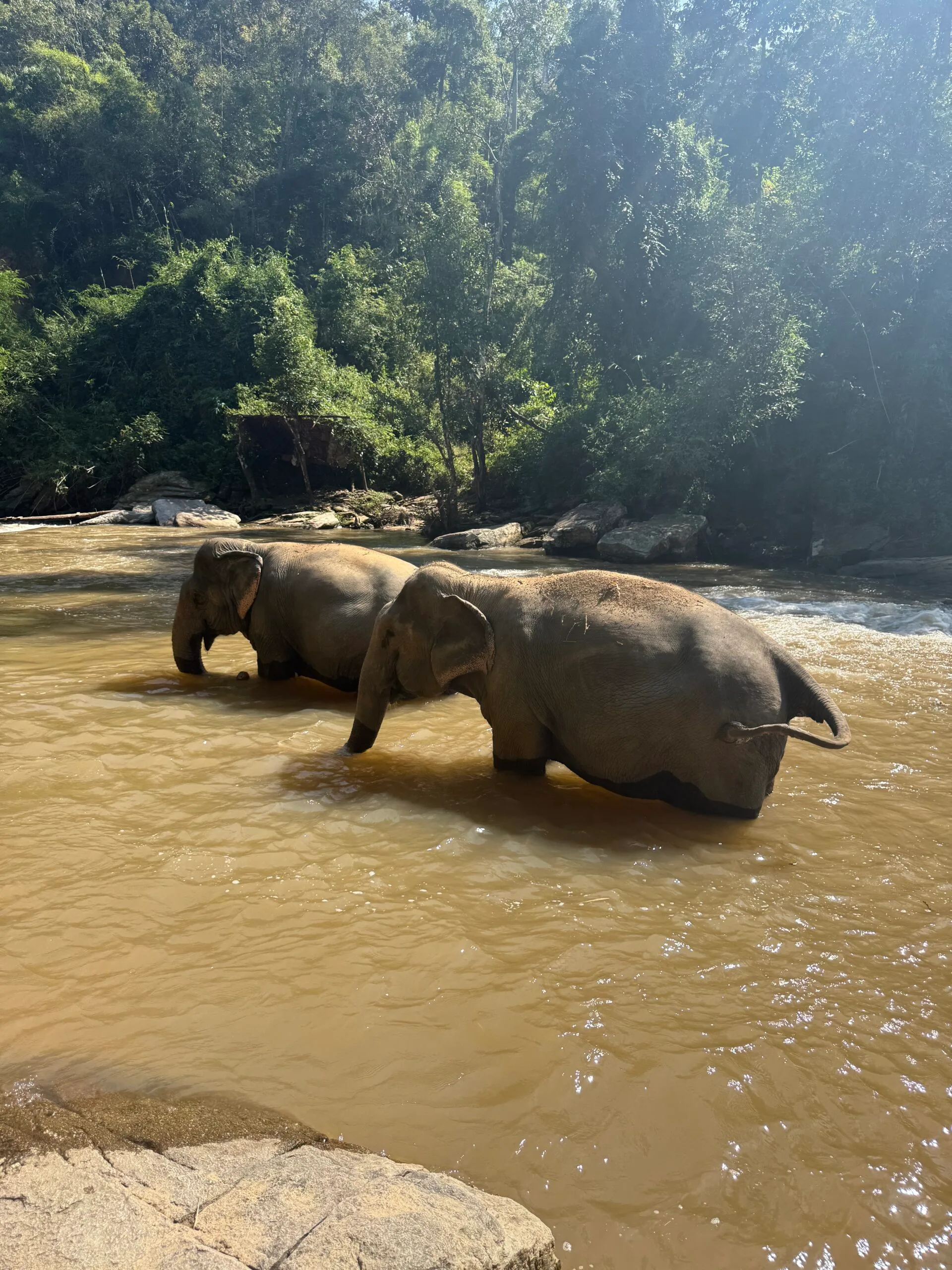 elephant sanctuary, chiang mai